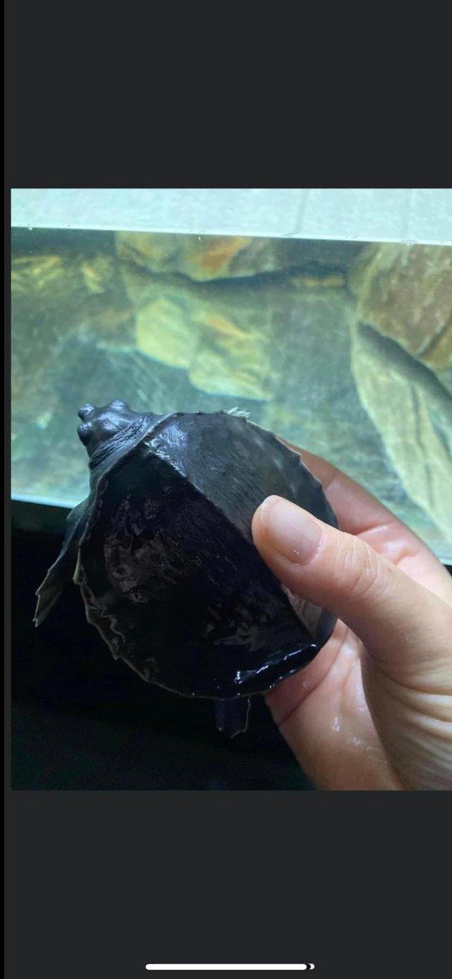 Preview of the first image of Fly River Turtle Available unsexed..
