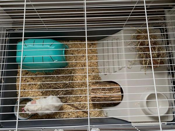 Image 1 of 2 juvenile male guinea pigs and full set up