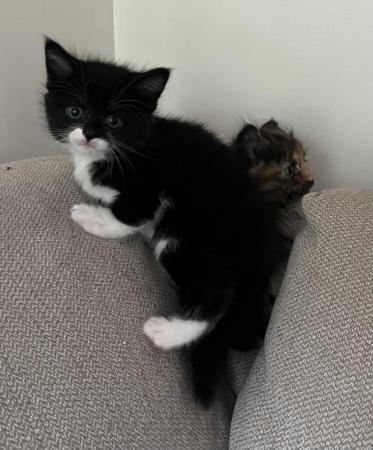 Image 5 of Gorgeous Black and white Kitten