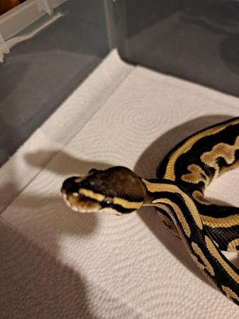 Image 5 of Leopard mojave yearling Royal python