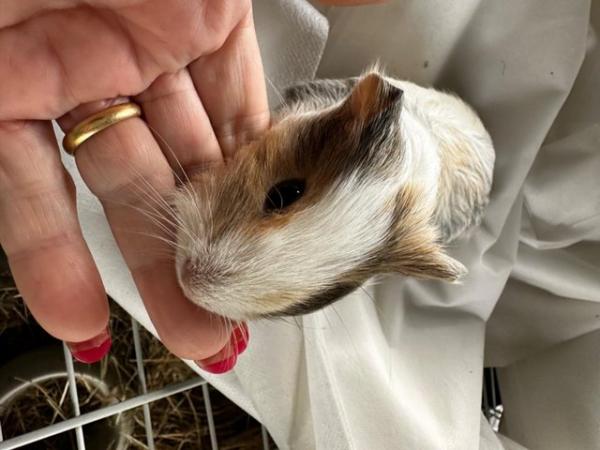 Image 9 of Baby Guineapigs boys and girls
