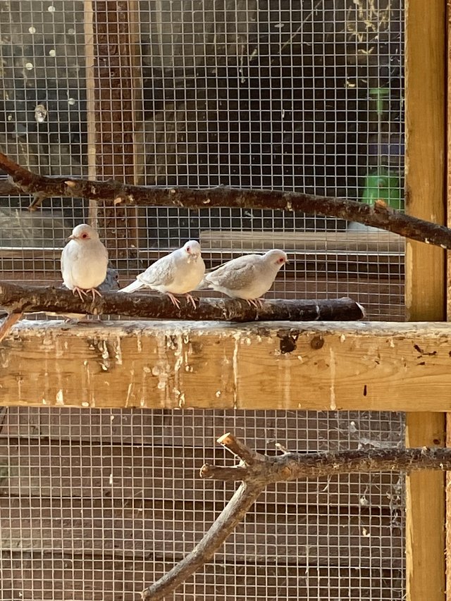 Diamond doves Aviary Bred — photo 2 of 4