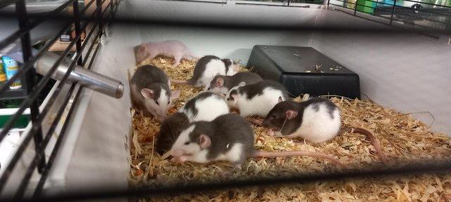 Image 5 of Gorgeous baby dumbo rats