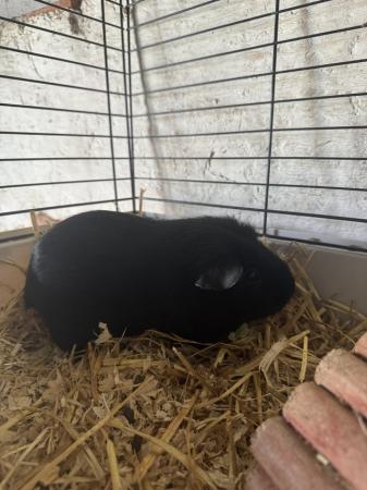 Image 3 of Female Guinea pig looking for forever home