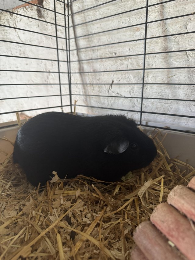 Preview of the first image of Female Guinea pig looking for forever home.