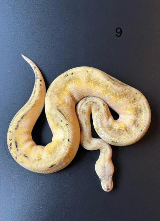 Image 6 of Ball/ Royal  python hatchlings
