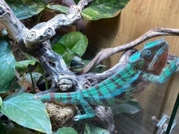 Image 7 of Panther Chameleons at Birmingham Reptiles