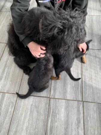 Shepadoodle puppies f2 for sale in Boston, Lincolnshire