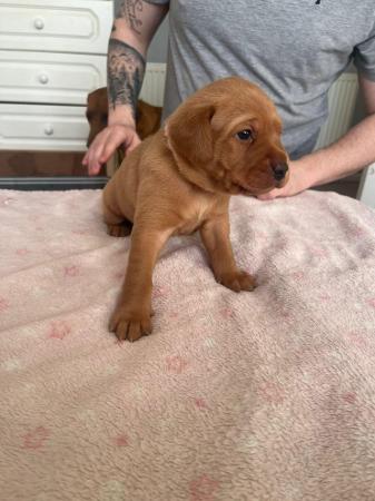 Image 4 of Stunning Fox Red Labs for sale