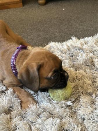 Image 10 of Beautiful boxer puppies ready to leave for their new homes