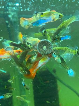 Image 1 of 20 x Mixture of Baby Hybrid Endlers/Guppies Fish
