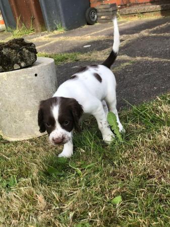 Image 14 of Champion line beautiful english springer spaniels puppies