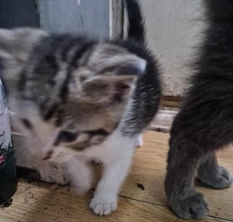 Image 10 of Beautiful bundle of kittens ready now!!