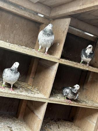 Image 2 of Racing pigeons well bred **last few remaining**
