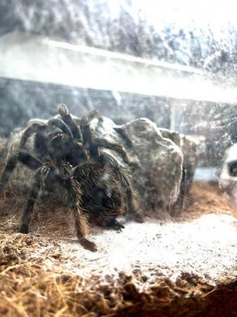 Image 2 of Adult Mexican Red Rump Tarantula for sale