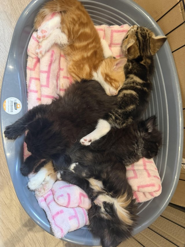 Ready now Ragdoll cross kittens — photo 4 of 4