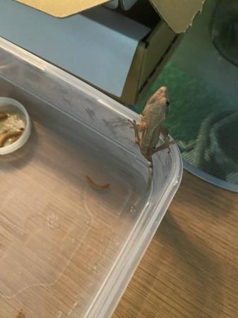 Image 3 of Baby crested geckos forsale