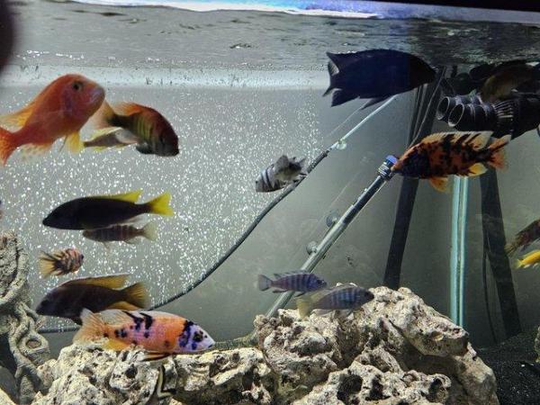 Image 3 of 6 foot clearseal fish tank 900L NO FISH