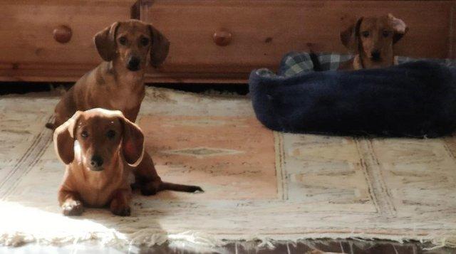 Image 11 of Adorable Miniature smooth Dachshund puppies ready now.