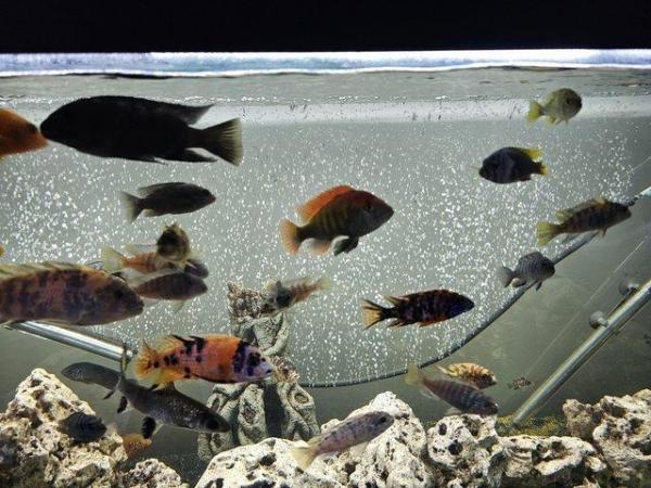 Image 2 of 6 foot clearseal fish tank 900L NO FISH