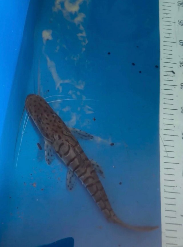 Tiger Shovelnose Catfish — photo 2 of 4