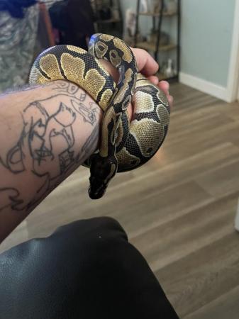 Image 5 of 9 month old Royal Python girl