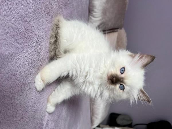Image 9 of Rare Chocolate Mitted Pure Ragdoll male boy kitten Ready