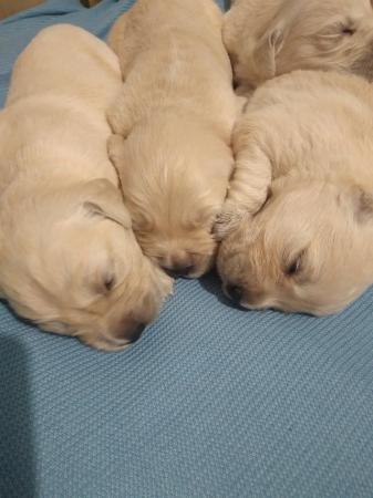 Image 2 of Golden retriever puppies for sale