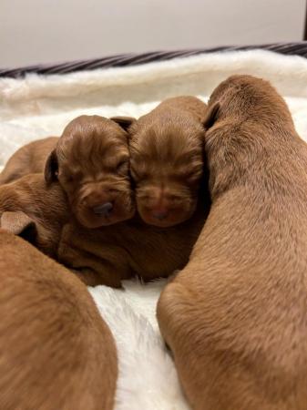Image 8 of Very Dark Fox Red Labrador Puppies *KC* *Health Tested*