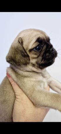 Image 1 of Amazing pugalier Puppy's pug ready now