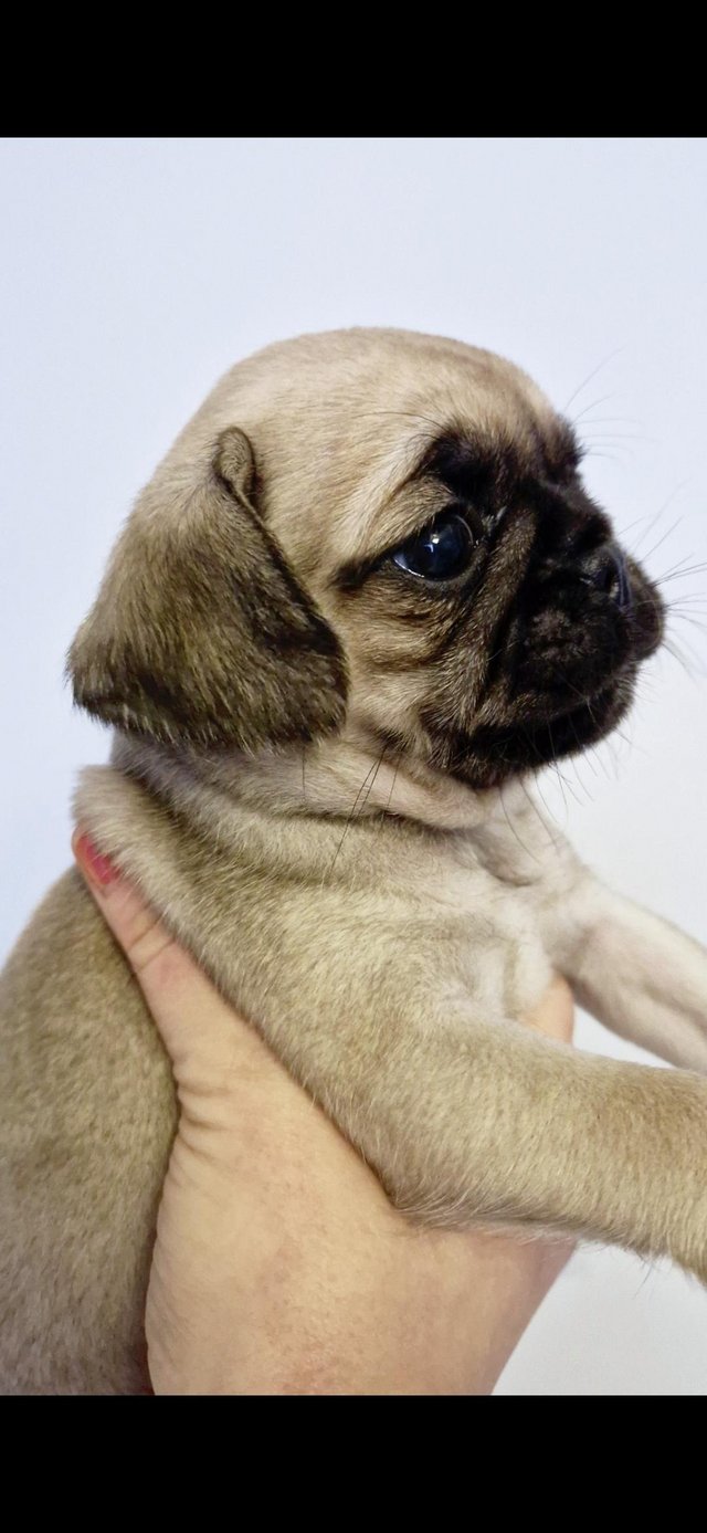 Preview of the first image of Amazing pugalier Puppy's pug ready now.