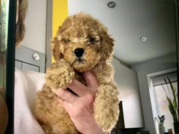 Image 3 of KC registered toy poodle puppies for sale