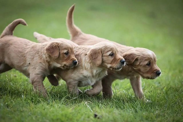 Image 3 of Excellent KC Working Golden Retriever Puppies