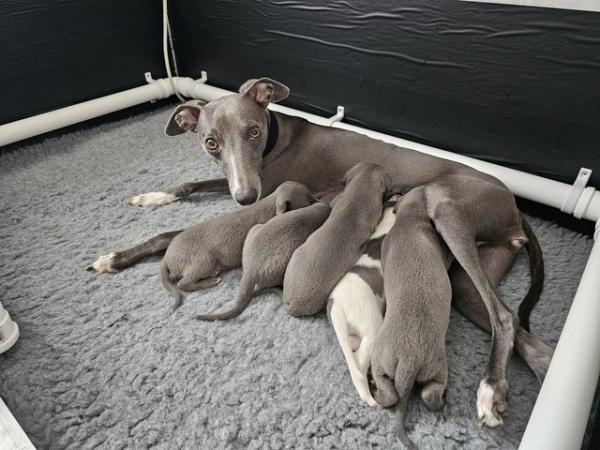 Image 2 of Whippet kc registered puppies