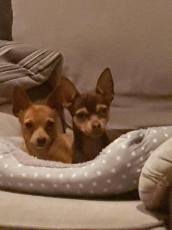 Image 1 of 2 small Chihuahua cross must go together