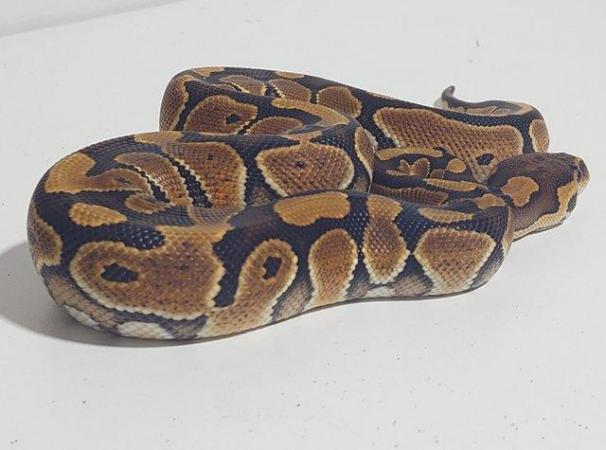 Image 2 of 2023 Female Special Ball Python