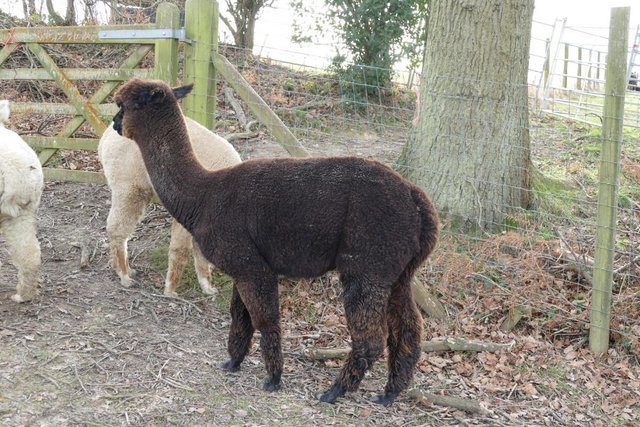 Image 3 of Alpacas - Group of Registered, friendly, young pets