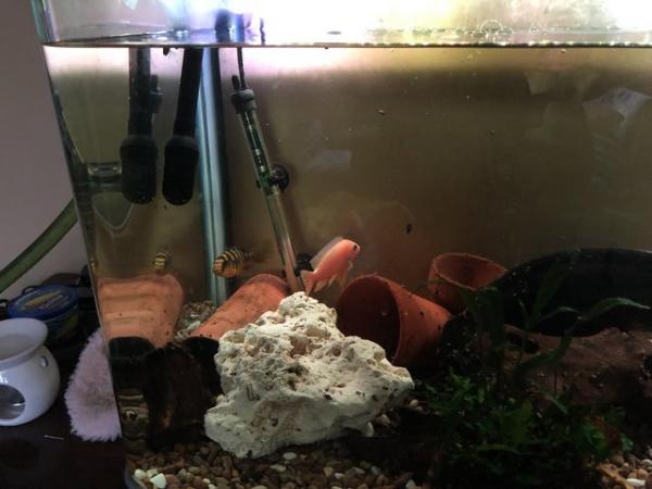 Image 5 of Tank and full setup as seen in oictures