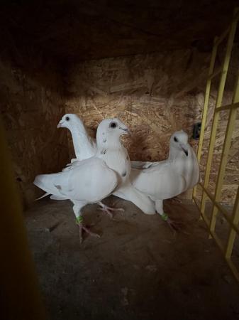 Image 3 of White pigeons females…………………..