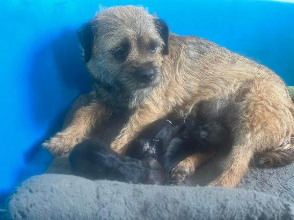 Image 3 of Kc Border terrier 1 male pup left  ready March