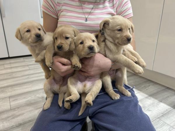 Image 3 of Beautiful Labrador puppies ready to go