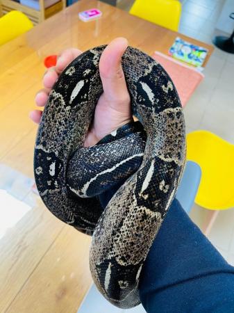 Image 4 of Adult Boa Constrictor Pair for sale