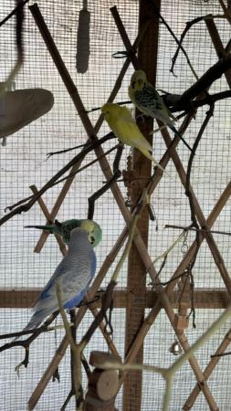 Image 10 of Budgie and cockatiel rescue (NOT FOR SALE)