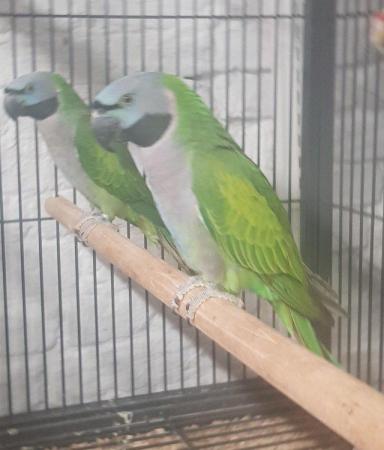 Image 4 of X Young Alexandrine, Derbyan, Patagonion Parrots X