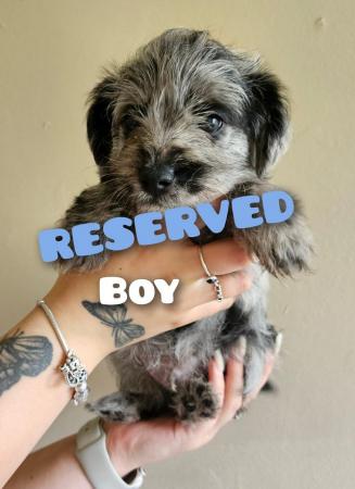 Image 8 of Border terrier x miniature poodle (last 3 boys)