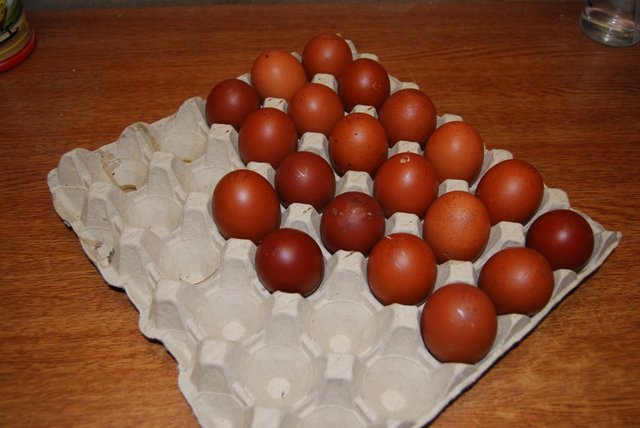 Preview of the first image of Pure Bred Copper Black Maran Hatching Eggs.