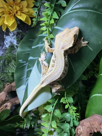 Image 2 of High end Lilly white crested geckos