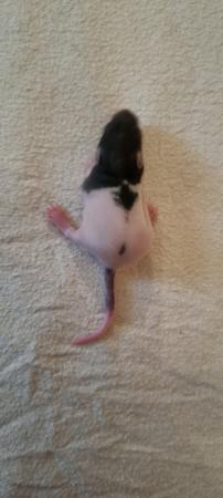 Image 3 of Baby rats looking for forever homes