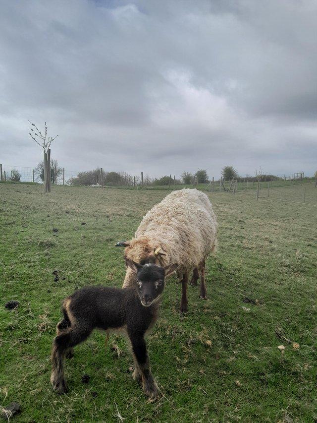 Preview of the first image of Pedigree Shetland ewes with Lambs at foot.