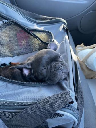 Image 6 of *Price Reduced* 12week old French Bulldog brindle puppies